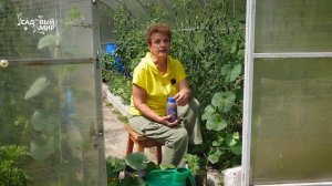 Вырастить дыню в северных садах - реально! Главное - формировка и сорт, который вызревает на 100%