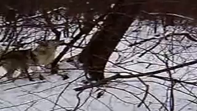 Барс смотреть онлайн