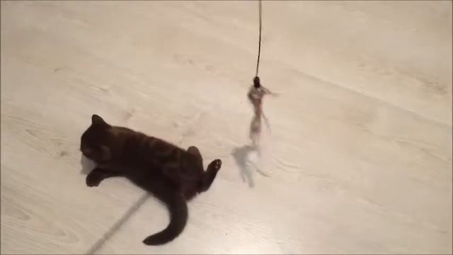 Шоколадные британские котята из питомника. Элитные малыши.