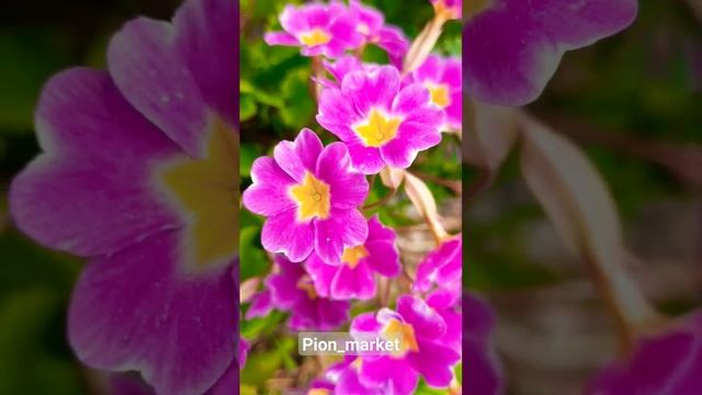 Примула садовая цветет на моем участке ? смотреть онлайн