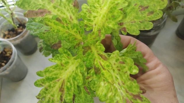 Колеусы зимой