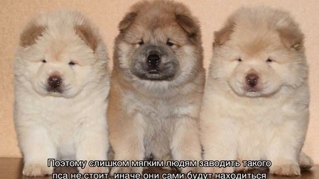 Чау-чау (порода собак): описание, характер, сколько живут смотреть онлайн