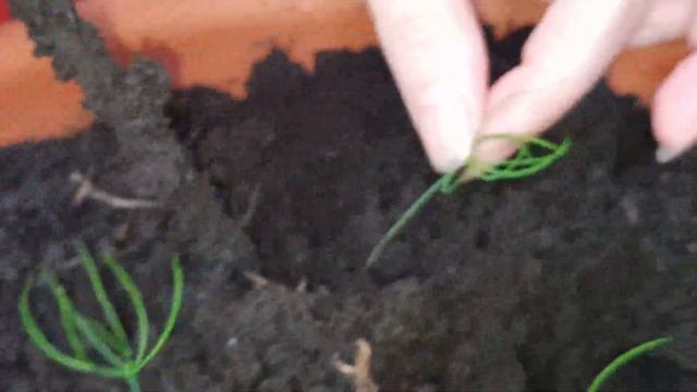 Сажаем сосну в квартире. Наглядное видео смотреть онлайн