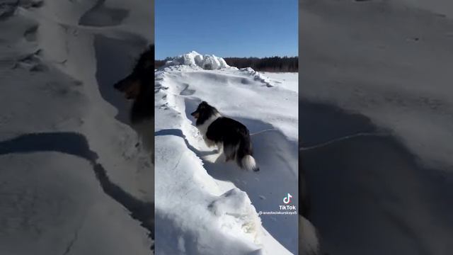 💝красивое видео про колли 💝 смотреть онлайн