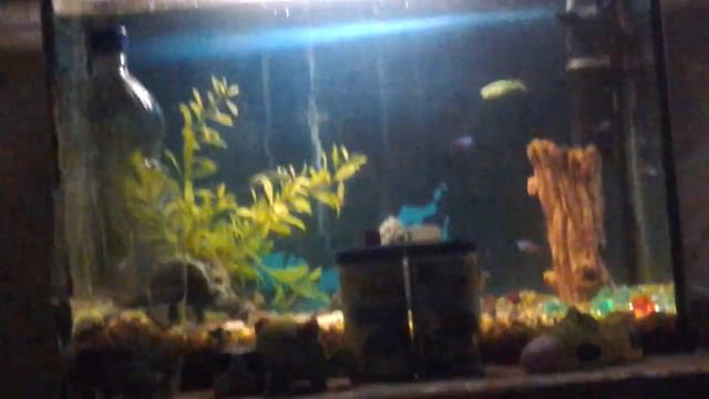 Травянистые растения открытых мест, не имеющие крупных ярких цветков. #2. Последняя часть!!! смотреть онлайн