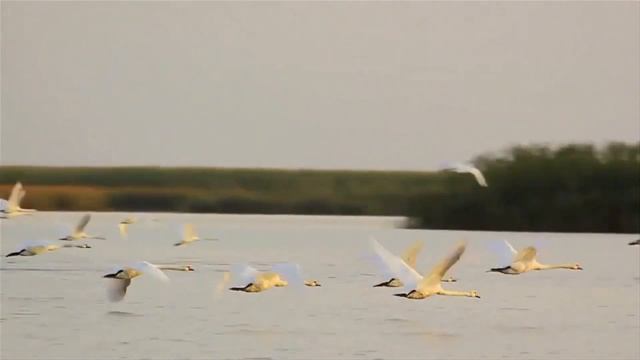 ЛЕБЕДИ Автор Вл Агафонов исп Г Погорельская смотреть онлайн