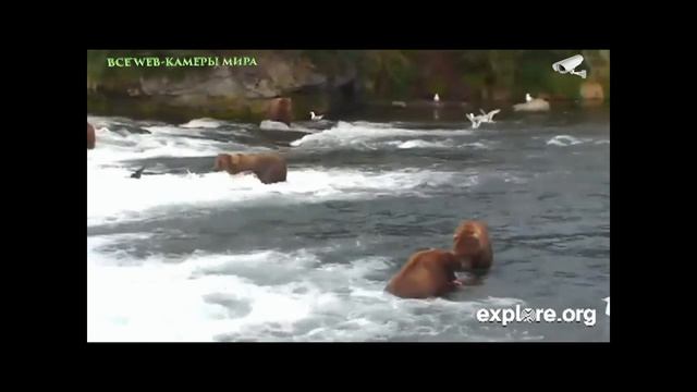 Бурые медведи ловят лосося в водопадах реки Брукс