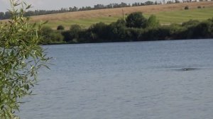 Ловим карпа на горох и бойлы!!!