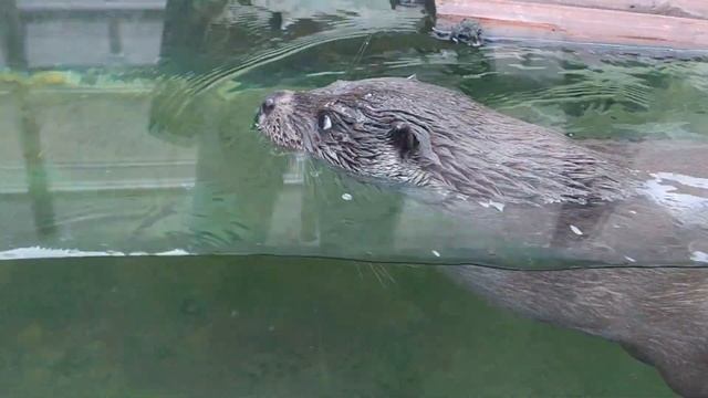 Речная выдра резвится в воде