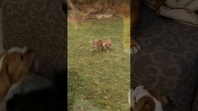 Английский бульдог! Как выбрать щенка, заводчика и питомник! смотреть онлайн