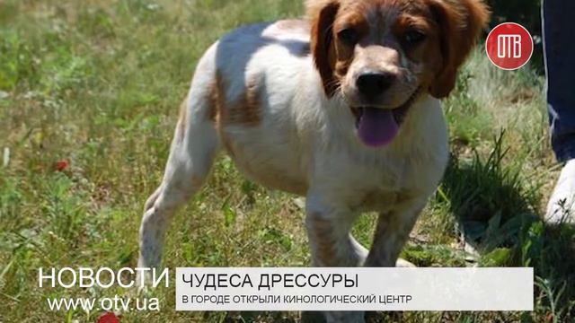 Новый кинологический центр (09.06.2015) смотреть онлайн