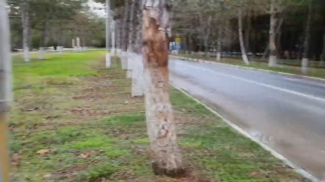 КУБАНЬ ЛИДИРУЕТ. ОРДЕНА К ВЫНОСУ. СВИДЕТЕЛЬСТВА ОЧЕВИДЦЕВ. ГИБЕЛЬ ЖИВОТНЫХ ПТИЦ КАВКАЗ, КРАСНОДАР смотреть онлайн