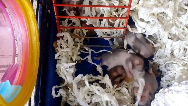 Малыши сирийского хомяка. Ням-ням 🐹Hamsters Babies | Хомячуля: Secret Life Hamster - Pets смотреть онлайн