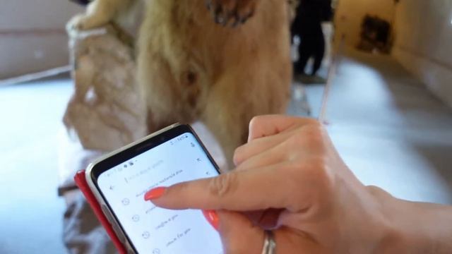 VISITIAMO IL MUSEO DI STORIA NATURALE dell’Università di Pisa смотреть онлайн