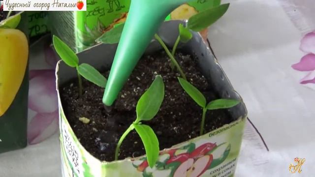 🍆Рассада баклажанов и перцев, приемы ухода за молодыми сеянцами смотреть онлайн