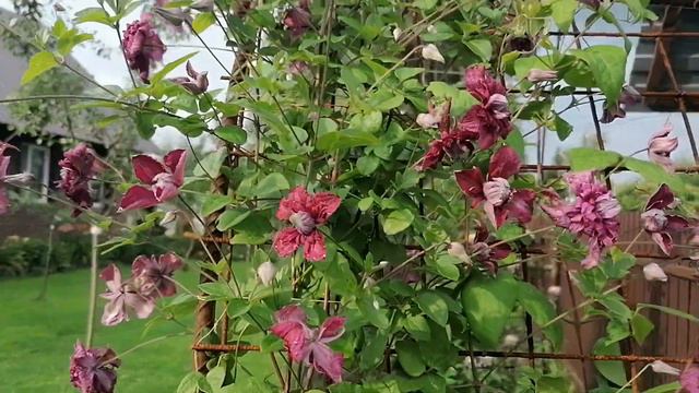клематис Пурпуреа Плена Элеганс Purpurea Plena Elegans