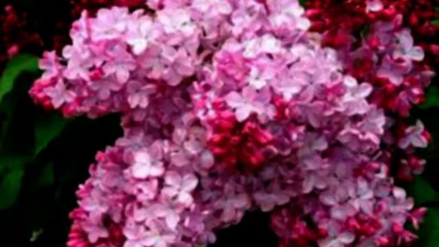 Лазарев-криворожский авторская песня "Сирень цветёт" смотреть онлайн