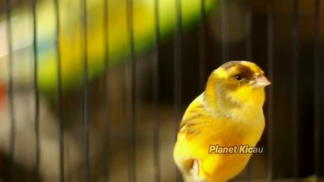 Какая канарейка может выдержать звук этой канарейки? смотреть онлайн