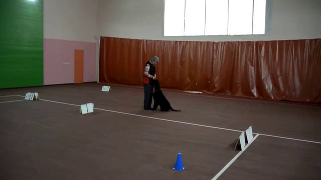 Ельцова Наталья и ризеншнауцер Гранд Габриэль  Франческа Дебют