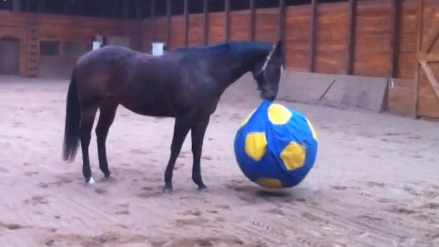 A Horse and his Ball смотреть онлайн