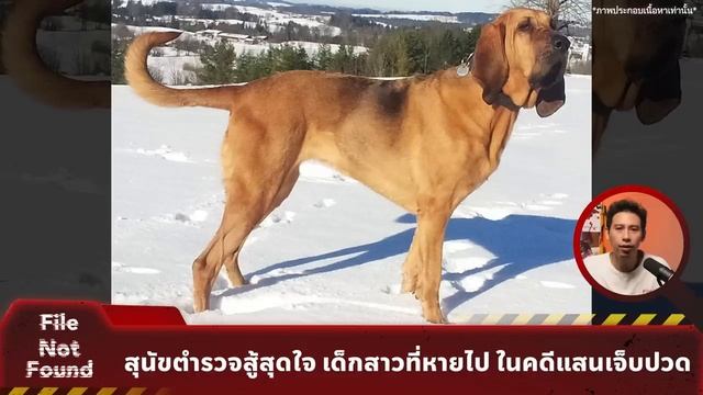 สุนัขตำรวจสู้สุดใจ เด็กสาวที่หายไป ในคดีแสนเจ็บปวด | File Not Found EP.158 | Mission to Pluto смотреть онлайн