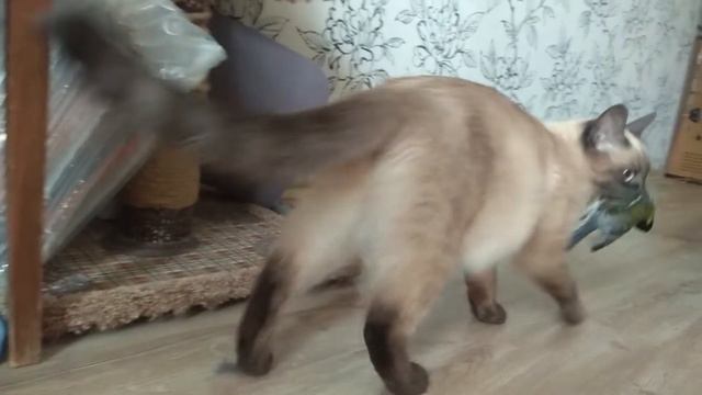 кот ловит птицу