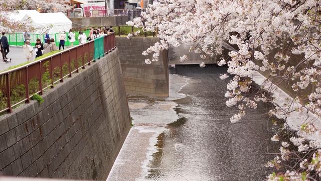 Почему Сакура это больше чем дерево - Жизнь в Японии смотреть онлайн