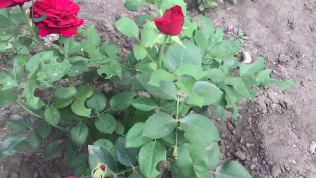 Роза Austin The Prince (AUSvelvet). Личный отзыв. смотреть онлайн