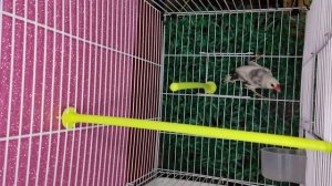 Рисовая амадина: певчий воробей с далеких островов