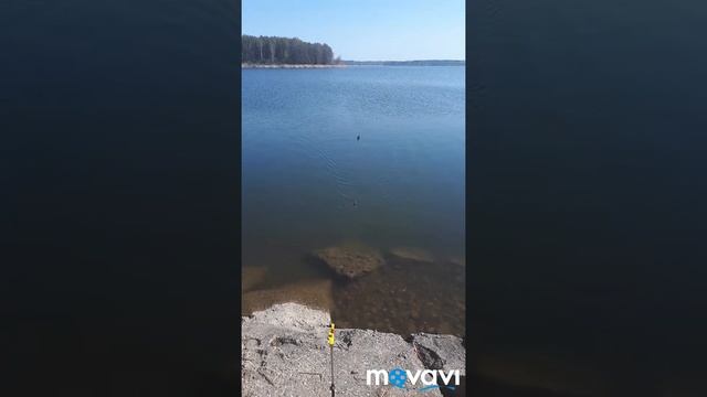 Весенний фидер на Сенеже