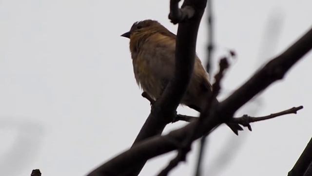 American Goldfinches Chirping In Trees - Calls, Songs and Sounds - Little Yellow and Black Bird смотреть онлайн