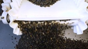 Производство жаренных семечек подсолнечника