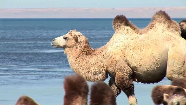 Aral sea (2021) смотреть онлайн
