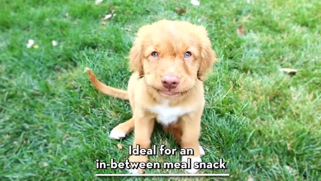 KONG Jerky - Dog Treat смотреть онлайн