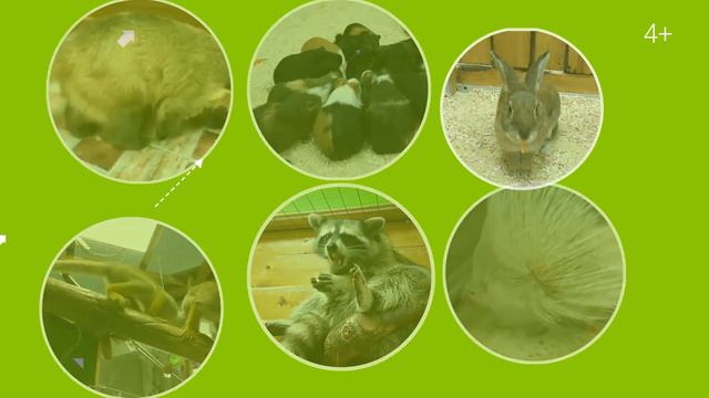 Ручной Zоопарк Курск смотреть онлайн