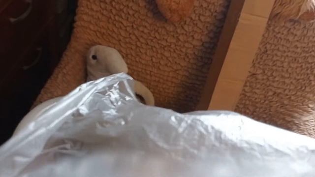 Ураган 27 марта. Распаковываю ПОДАРОК дочки. У меня новые симптомы. Болеть ПЛОХО!!! смотреть онлайн