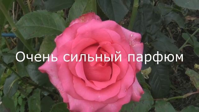 РОЗЫ Д.ОСТИНА ---КРАСОТА И ВОСТОРГ. смотреть онлайн