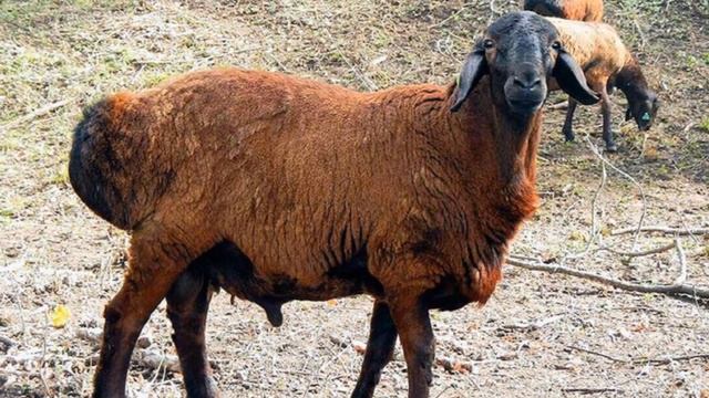 Овцеводство | Все что нужно знать о разведении овец для бизнеса смотреть онлайн