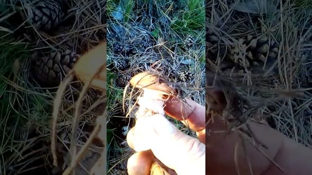 ЯК ПРАВИЛЬНО ЗБИРАТИ ГРИБИ??ВИ ЦЕ ЗНАЄТЕ? YAK CORRECT TO GET MUSHROOM ? VICE YOU KNOW ? смотреть онлайн