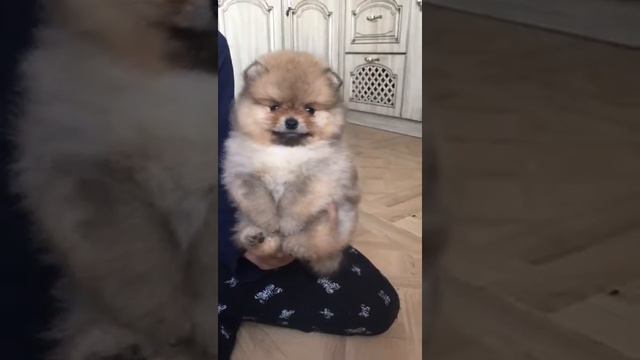 Гриша щенок померанского шпица от Ирлайн-дог смотреть онлайн