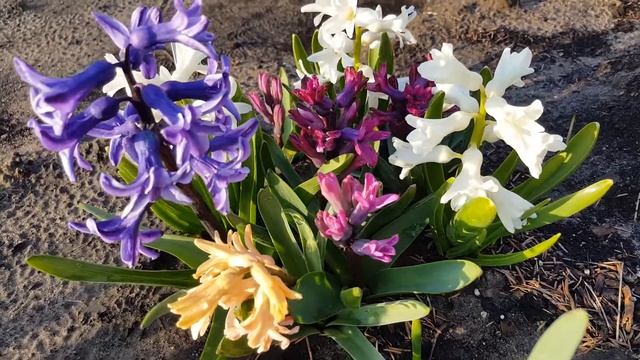 Гиацинты . Hyacinthus .