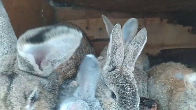 Кролики Фландр | Кролики растут, самки покрываются | Обзор смотреть онлайн