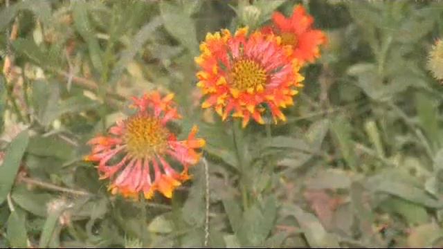 Гулҳои Душанбе смотреть онлайн