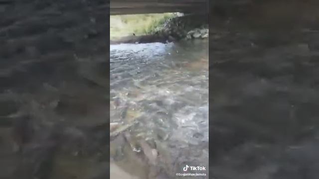 горбуша-идет-на-нерест смотреть онлайн