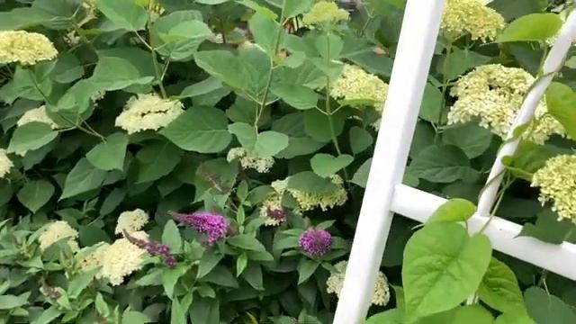 How to start a No-Dig garden || Gardening with Lime Rickey hydrangeas. смотреть онлайн