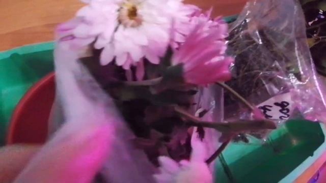 Корейская хризантема. Обмен сортами смотреть онлайн