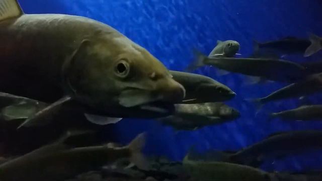 Байкал. Лимнологический музей. 3 смотреть онлайн