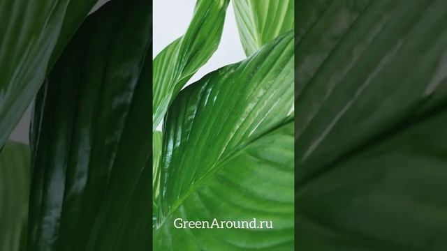 Спатифиллум Свит Лауретта смотреть онлайн