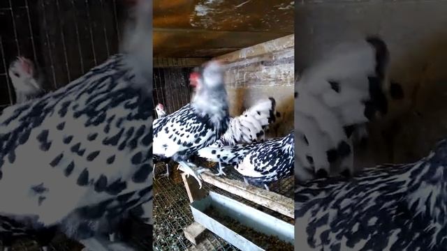 Гамбургские курочки смотреть онлайн