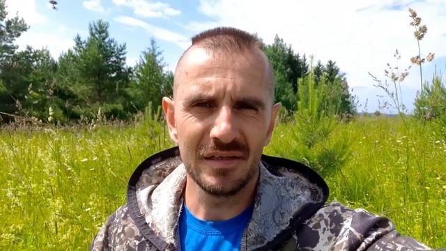 Сбор лесной земляники